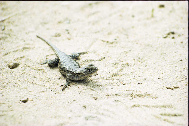 File:Car Insurance 850.jpg