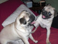 Thumbnail for version as of 04:08, 20 March 2011