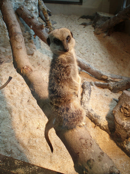 File:Car Insurance Quotes 3278.jpg